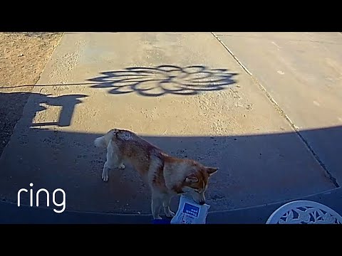 Sneaky Dog is Caught Red "Handed" Being Naughty! | RingTV