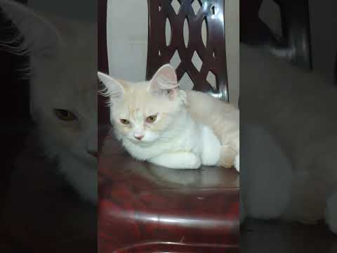 Cat Videos #cat #catvideos #funnycat