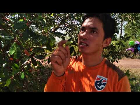 ผลไม้ป่า-ดองกินกะแซ่บ-ดองขายกะ ผลไม้ป่า-ดองกินกะแซ่บ-ดองขายกะ