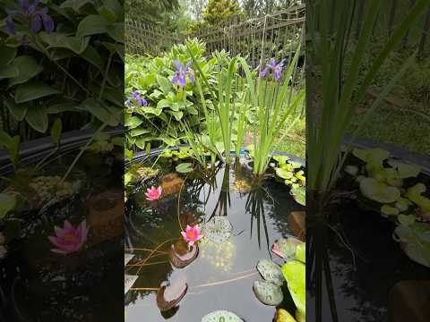 Tub Pond_ paradise fish, Blue Flag, Joanne Pring l 