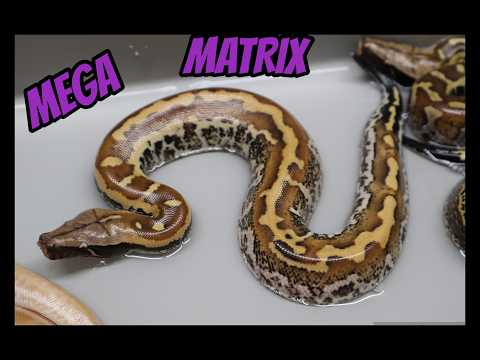 T- Albino Batik x Mega Matrix Clutch!