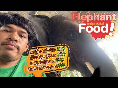 พลายบัวบาน  ELEPHANT THAILAND  Live‼️ยื่นหน้ากระดาน