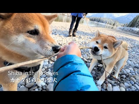 ガチ弟柴と控えめな姉柴の違いにホッコリ癒されました  [4K]