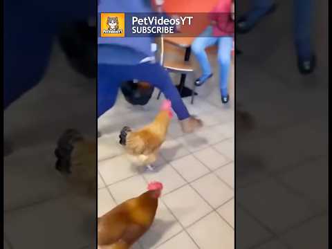 Chickens Takeover Jolibee Chicken!