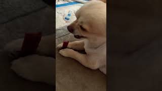 【日常】好きなものを食べられて満足なチワワのクーちゃんの様子#ちわわ #dog