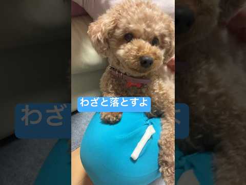 【トイプードル】お膝でｺﾞﾛｺﾞﾛ【日常】#トイプードル #トイプー #プードル #toypoodle #可愛い #犬のいる生活 #犬のいる暮らし