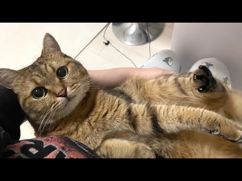 猫の動画サムネイル - これ以上ないぐらいに幸せそうな猫の1日に密着してみた結果…