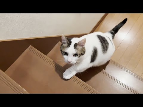 猫の動画サムネイル - 修学旅行から帰ってくる娘を待つのに次々と飽きてしまう猫