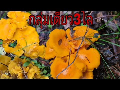 Ep.26-เก็บเห็ดเหลืองสวีเดนล่าส Ep.26-เก็บเห็ดเหลืองสวีเดนล่าส