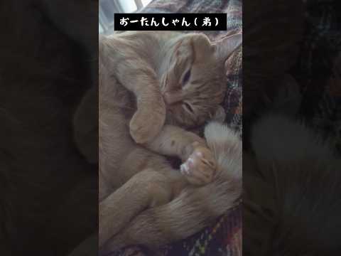 仲良くねんねする犬と猫♪#かわいい #癒し