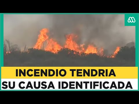Alerta roja en Papudo y Zapallar: Incendios forestales afectan a más de 100 hectáreas