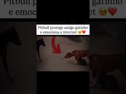 Pitbull protege o seu amigo gatinho de um ataque de outro cachorro,isso que é amizade
