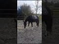 Dressage horse Talentvolle 3.5 jarige dressuur ruin