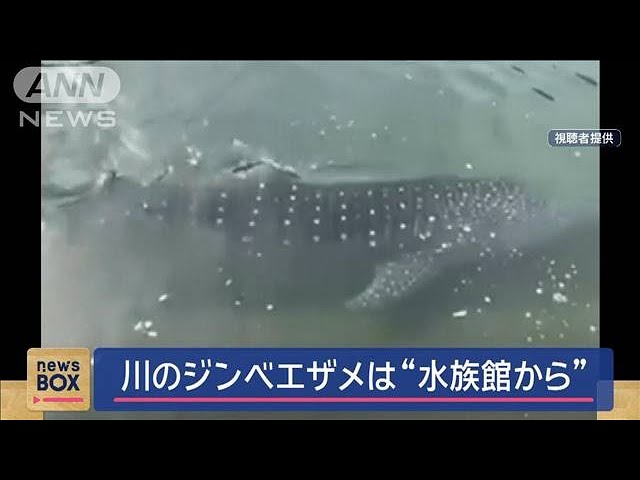 Image of Whale Shark Found in Local River