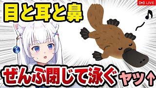 【獣医が解説】カモノハシは「哺乳類の進化のカギ」を握る!? カモノハシの面白話【北国ここなの動物研究室】