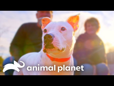 The Sweetest Moments on Pit Bulls and Parolees | Animal Planet
