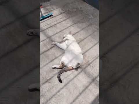 Así Se Duerme 😂 #reels #cat #gatos #viralvideo #pets #humor #love #michis #shorts #dylan #parati