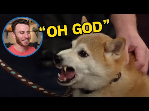 Outrageous "Stupid Pet Tricks" Explained By Dog Trainer
