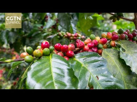 Productores de café nicaragüenses inician negociaciones para la exportación