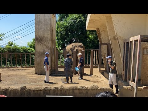【日本平動物園】おうちDEMOどうぶつえん『アジアゾウのダンボ 57才のお誕生会