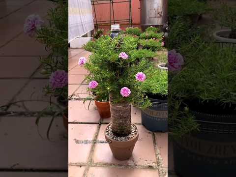 Criando um lindo vaso de onze horas #jardinagem #jardim #dicasdejardinagem #onzehoras