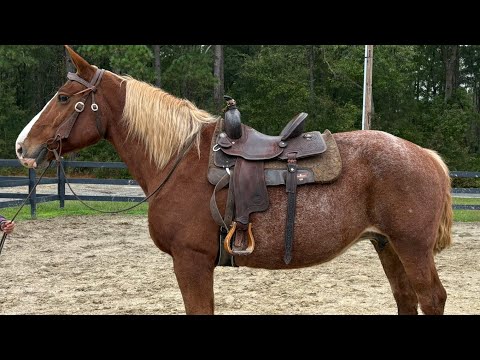 Roan Belgian riding