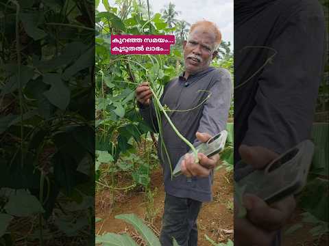 കൃഷിയിൽ കൂടുതൽ ലാഭം ആഗ്രഹിക്കുന്നവരാണോ?? #shortsfeed #shorts #shortvideo #marketing #cowpea