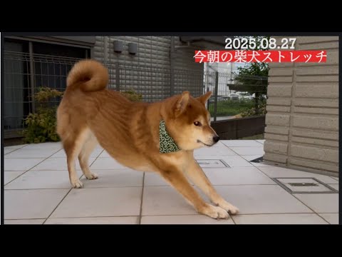 2025年8月27日の柴犬ストレッチで健康維持とリラックス サムネイル