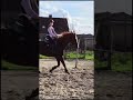 Recreatie paard Springpaard/fokmerrie