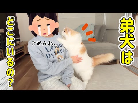 ずっとお世話してきた弟犬がいなくなっちゃって兄猫が必死に訴えてきます...