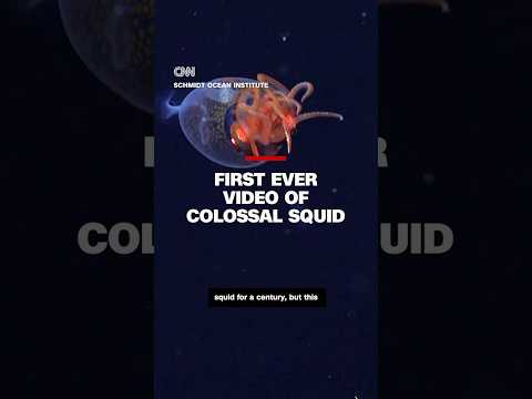 First ever video of the colossal squid #cnn #news #deepsea