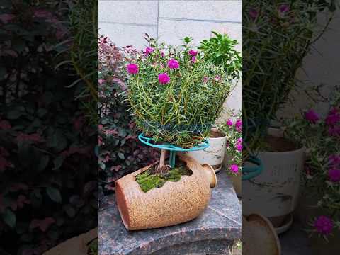 Beautiful Portulaca flower plant #shorts #plants #viralvideo #gardenflower #diy