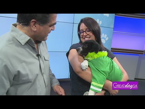 Adopt a new furry friend | Great Day SA