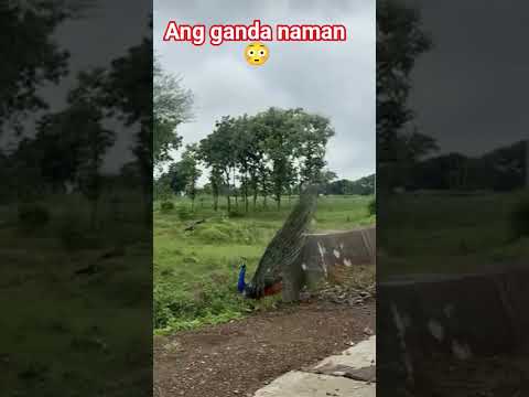 Picock #viral #follow #memes #shortvideo #picock