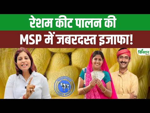 रेशम कीट पालकों को तोहफा: MSP बढ़ने से बढ़ेगी कमाई, जानें नई कीमतें और फायदे। Silkworm Farming