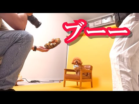 【スゴい】人気カメラマンが犬を撮影する様子が面白すぎてWw