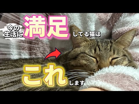 愛猫が満足しているか見抜く方法とケアのポイント サムネイル