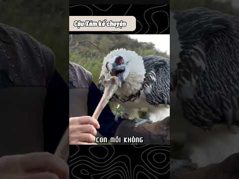 Vì sao GIẢ CHẾT lại "NGU" đến thế?. #shorts