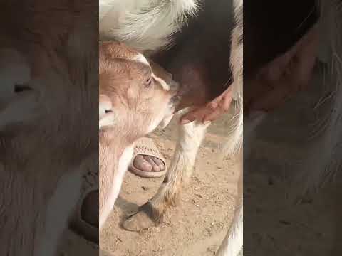 ماشاءاللہ ۔ دیکھتے ہیں کون پہلے دودھ ختم کرتا ہے؟ #goatkids #goatfarminginpakistan #beautifullgoats