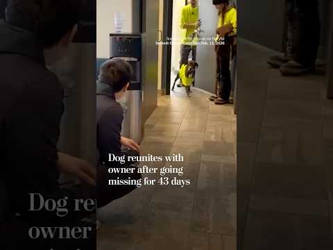 Dog reunites with owner after going missing for 43 days
