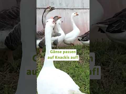 Diese Gänse passen auf Gefängnisinsassen auf!