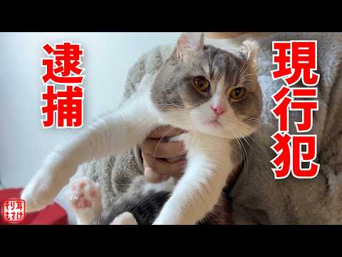 いつも優しいパパがまさかの傷害事件で逮捕されて大笑いw