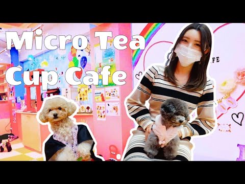 東京・秋葉原のプードルカフェに行ってきたよ～♡
