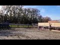 Show jumping horse 3-JARIGE SCHIMMEL RUIN TE KOOP
