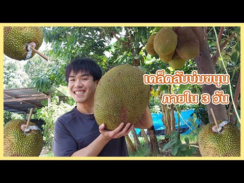 เคล็ดลับบ่มขนุนให้สุก-ภายใน-3- เคล็ดลับบ่มขนุนให้สุก-ภายใน-3-