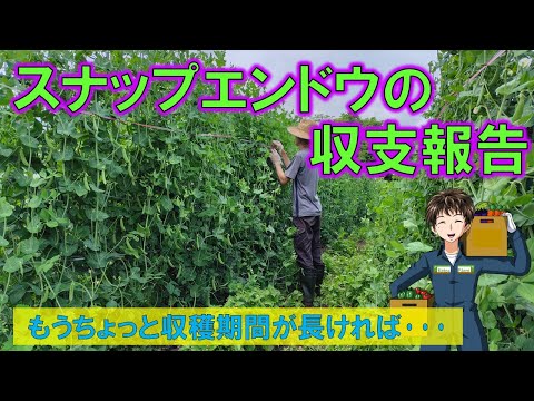【スナップエンドウの収支報告】収穫期間1ヶ月ならまずまずの利益?