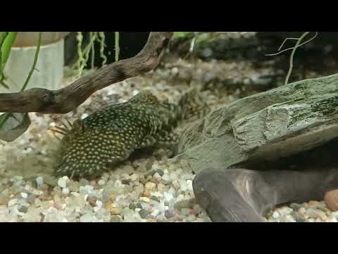 My First Ever Bristlenose Video Just a small premier showing you my favourite Bristlenose