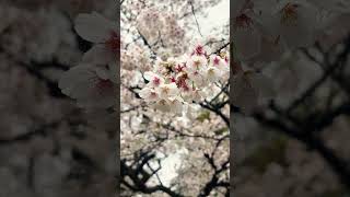 🌸私の一番好きな季節🌸 【♪春の夢、永遠の光。】 #shorts #桜 #sakura #Japan #白餅だんご 春の夢
