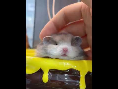 Today it s a chocolate-filled little teddy bear#Golden Thread Bear#Pet debut plan#Cute cut