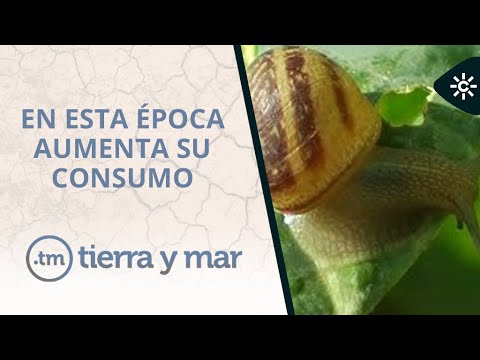 Tierra y mar | Tiempo de caracoles en Andalucía